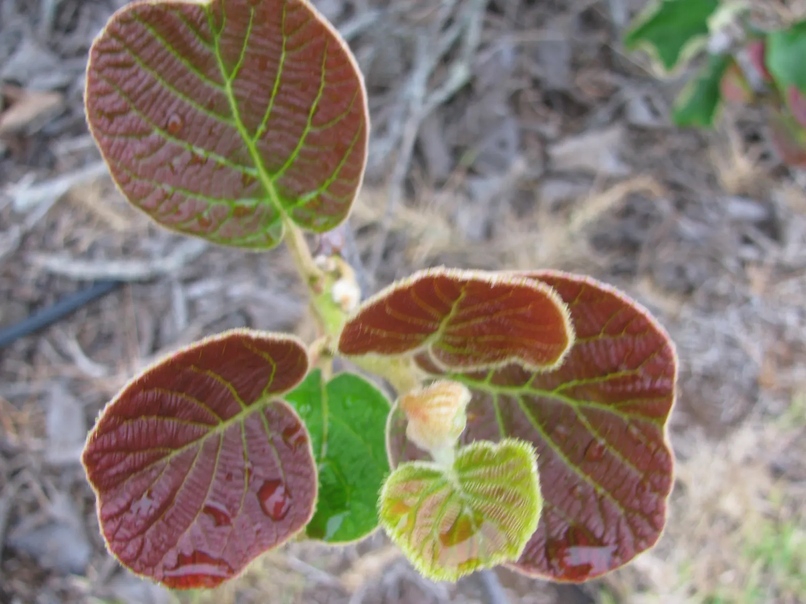 Kiwi, Chinese Gooseberry (Actinidia Deliciosa) — often referred to as the Kiwi or Chinese Gooseberry; vine with white blooms, image 62