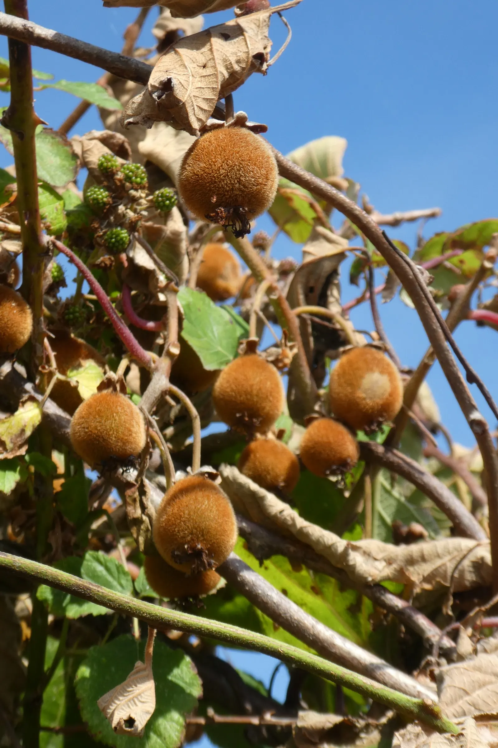 Kiwi, Chinese Gooseberry (Actinidia Deliciosa) — This dioecious plant requires both male and female for pollination, ensuring fruit set; the edible kiwifruits