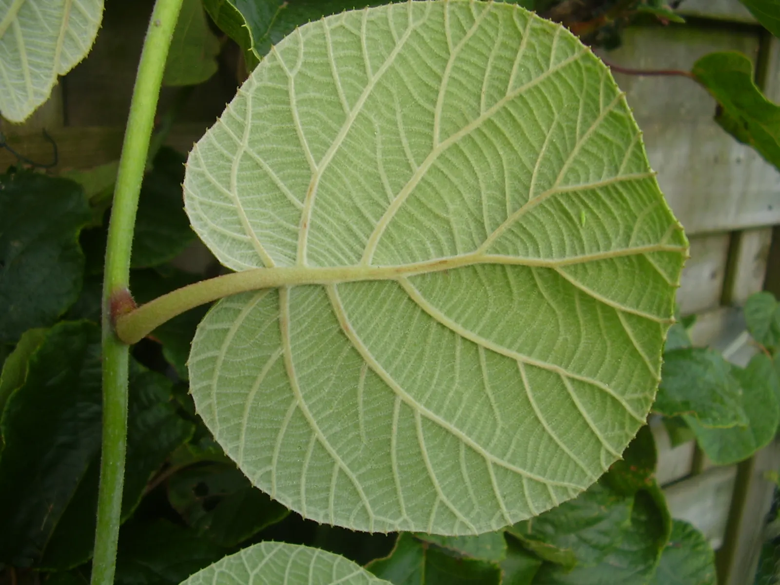 Kiwi, Chinese Gooseberry (Actinidia Deliciosa) — the Kiwi requires well-drained soil with a pH of 5.5 to 7.0