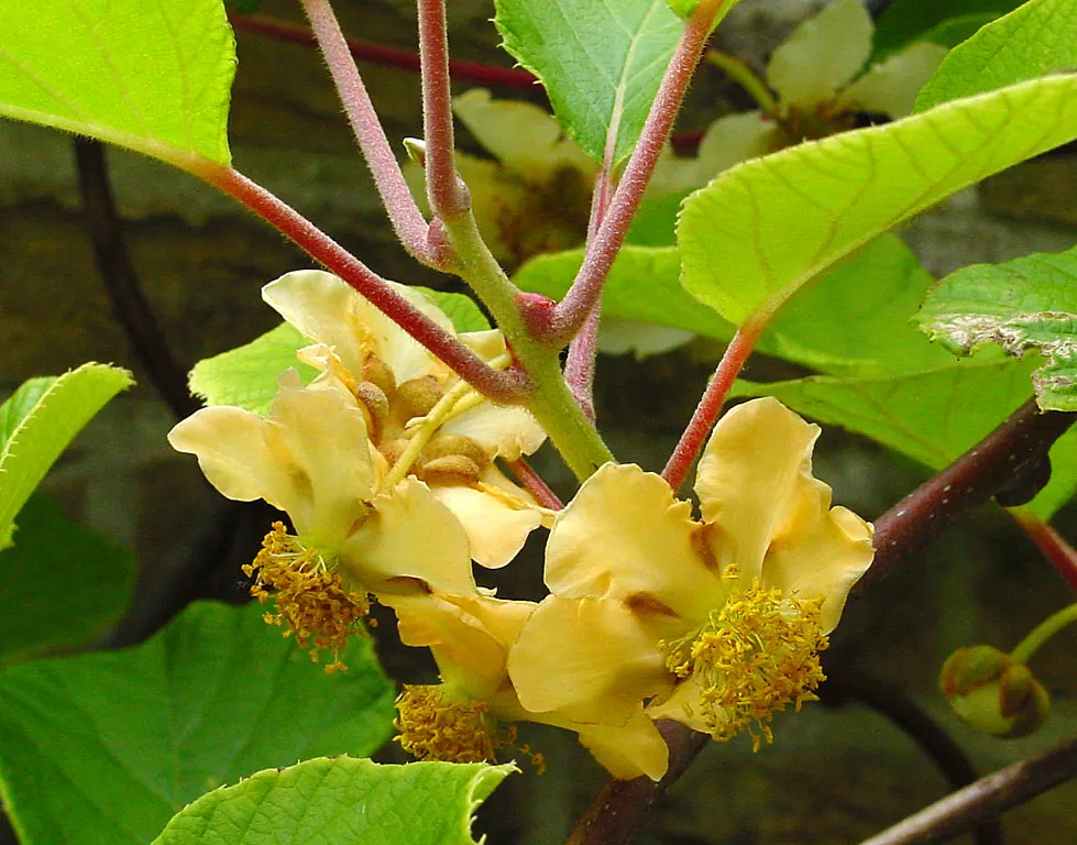 Kiwi, Chinese Gooseberry (Actinidia Deliciosa) — white flowers in the garden; native to Eastern China, this plant thrives in USDA hardiness zones 7 through 9