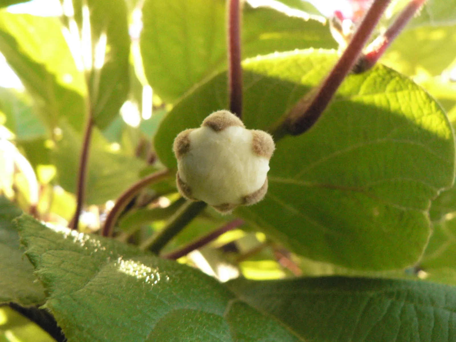 Kiwi, Chinese Gooseberry (Actinidia Deliciosa) — with a fibrous brown outer skin and bright green flesh speckled with tiny black seeds