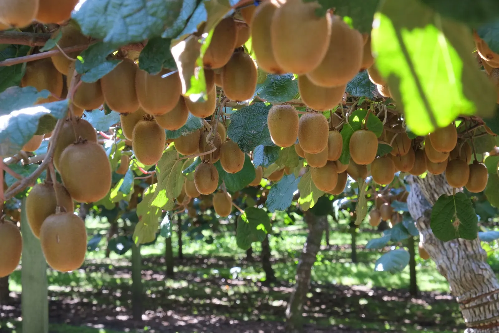 Kiwi, Chinese Gooseberry (Actinidia Deliciosa) — is a vigorous and deciduous woody vine that adds both aesthetic and edible appeal to any garden landscape