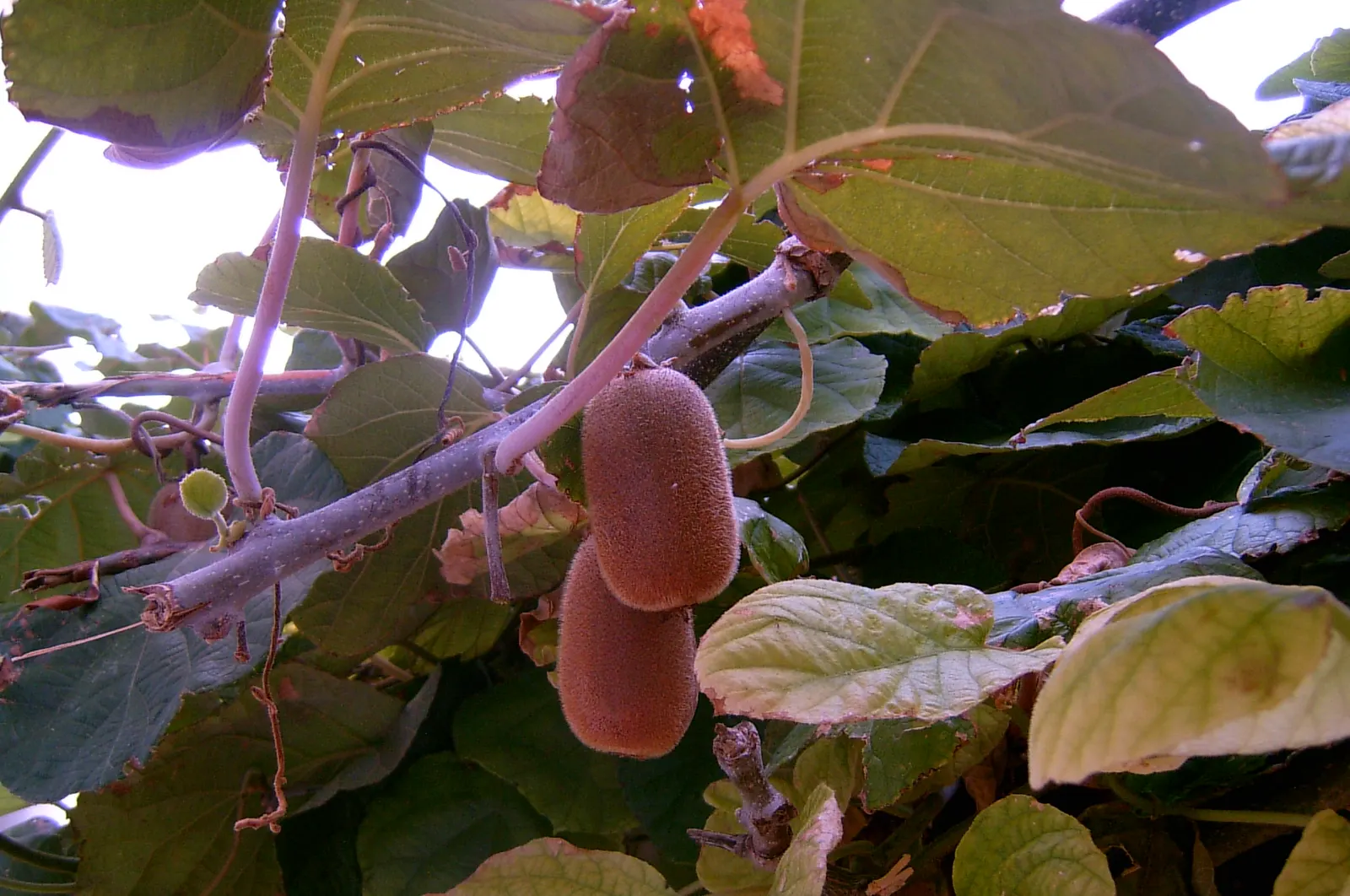 Kiwi, Chinese Gooseberry (Actinidia Deliciosa) — the Kiwi vine produces fragrant white flowers; commonly known as Kiwi or Chinese Gooseberry
