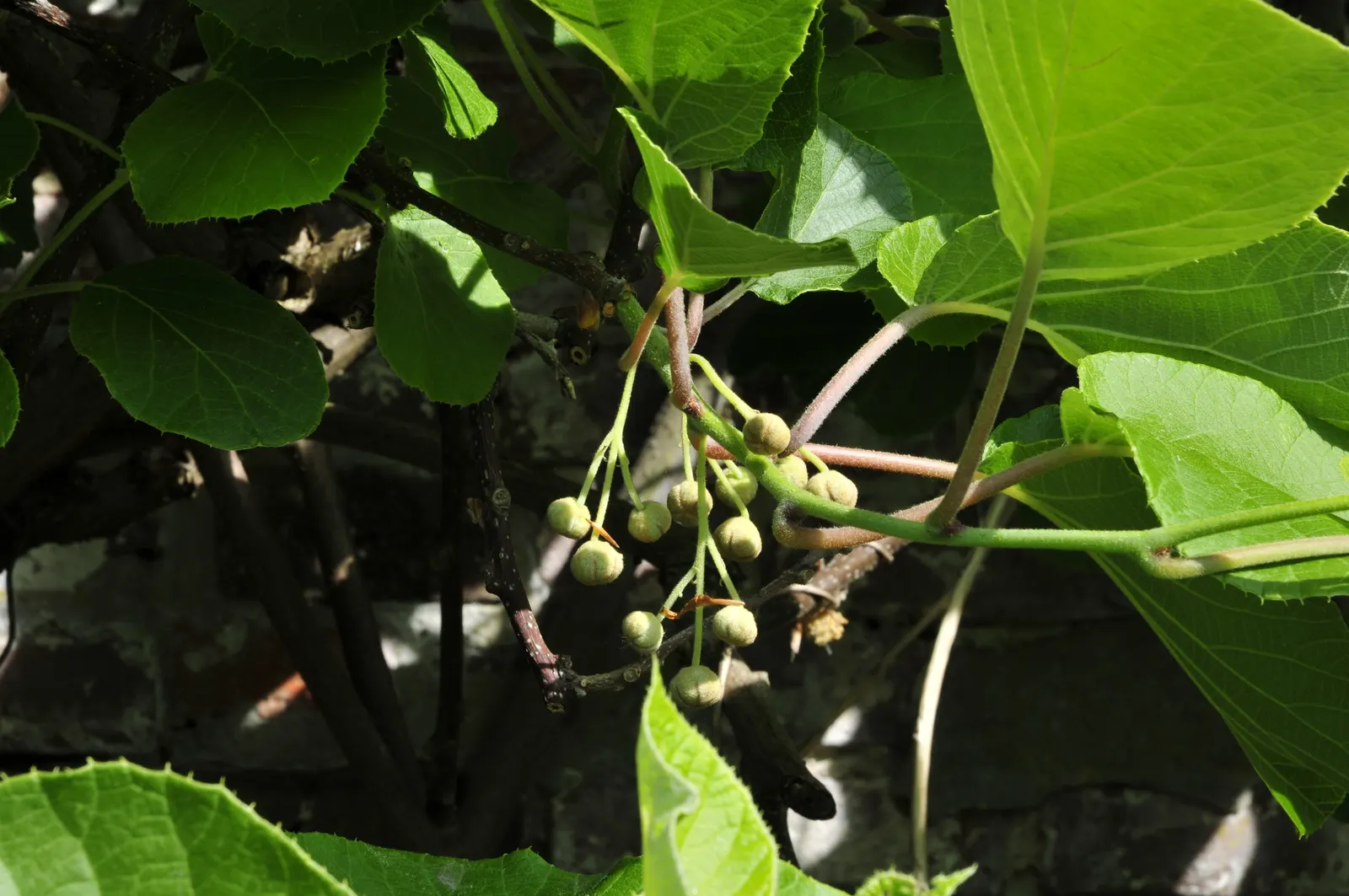 Kiwi, Chinese Gooseberry (Actinidia Deliciosa) — The plant is dioecious, meaning separate male and female plants are needed for pollination to occur, image 41