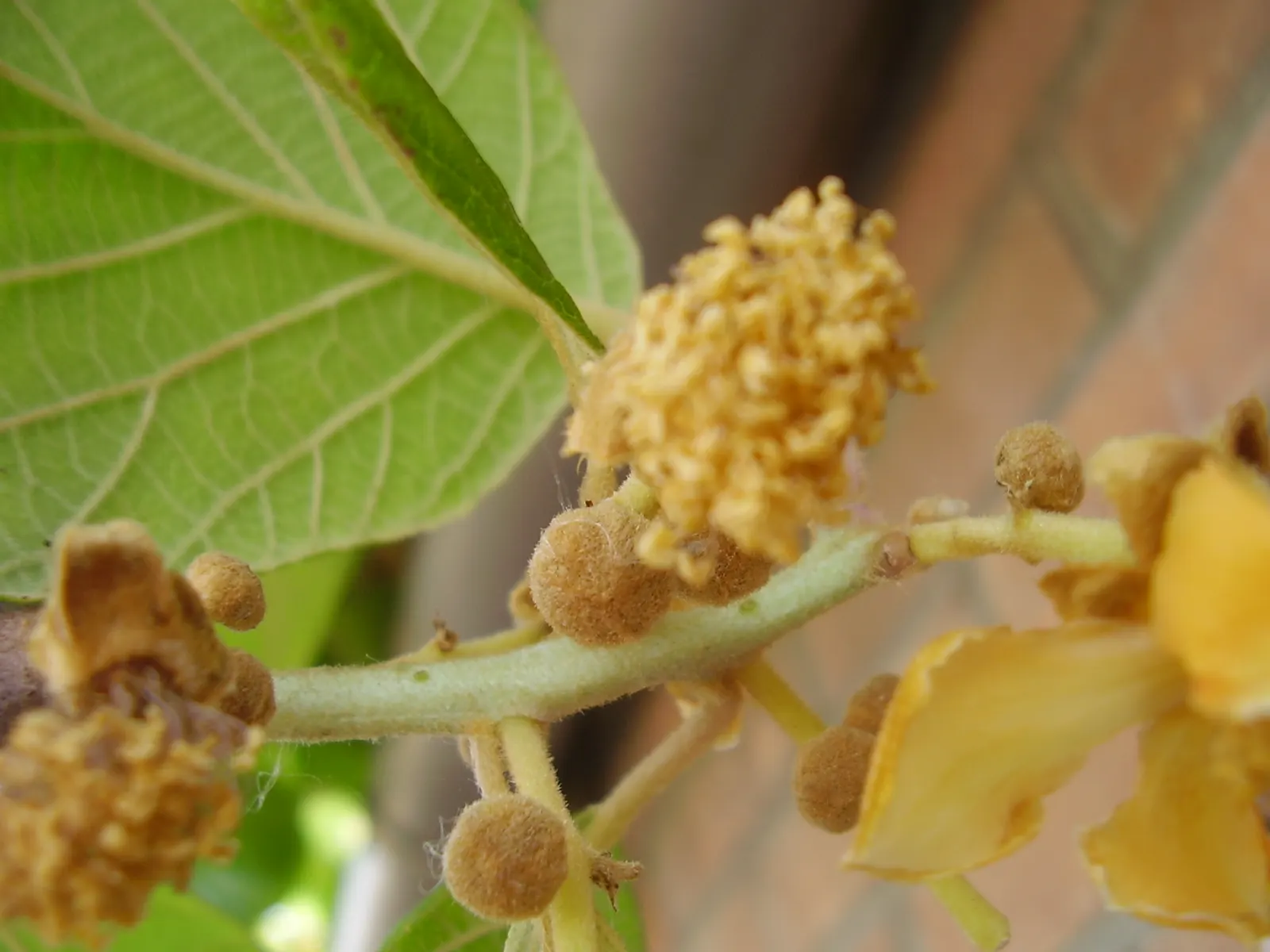 Kiwi, Chinese Gooseberry (Actinidia Deliciosa) — is a vigorous and deciduous woody vine that adds both aesthetic and edible appeal to any garden, image 63