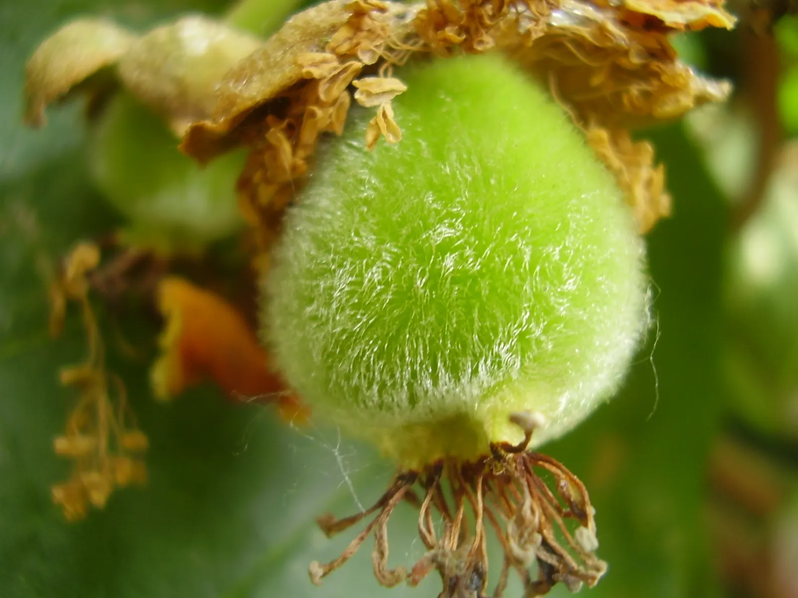 Kiwi, Chinese Gooseberry (Actinidia Deliciosa) — heart-shaped leaves of the Kiwi vine can grow up to 12 inches in length