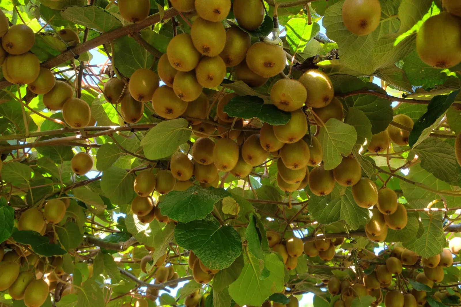 Kiwi, Chinese Gooseberry (Actinidia Deliciosa) — is a vigorous and deciduous woody vine that adds both aesthetic and edible appeal to any garden, image 36