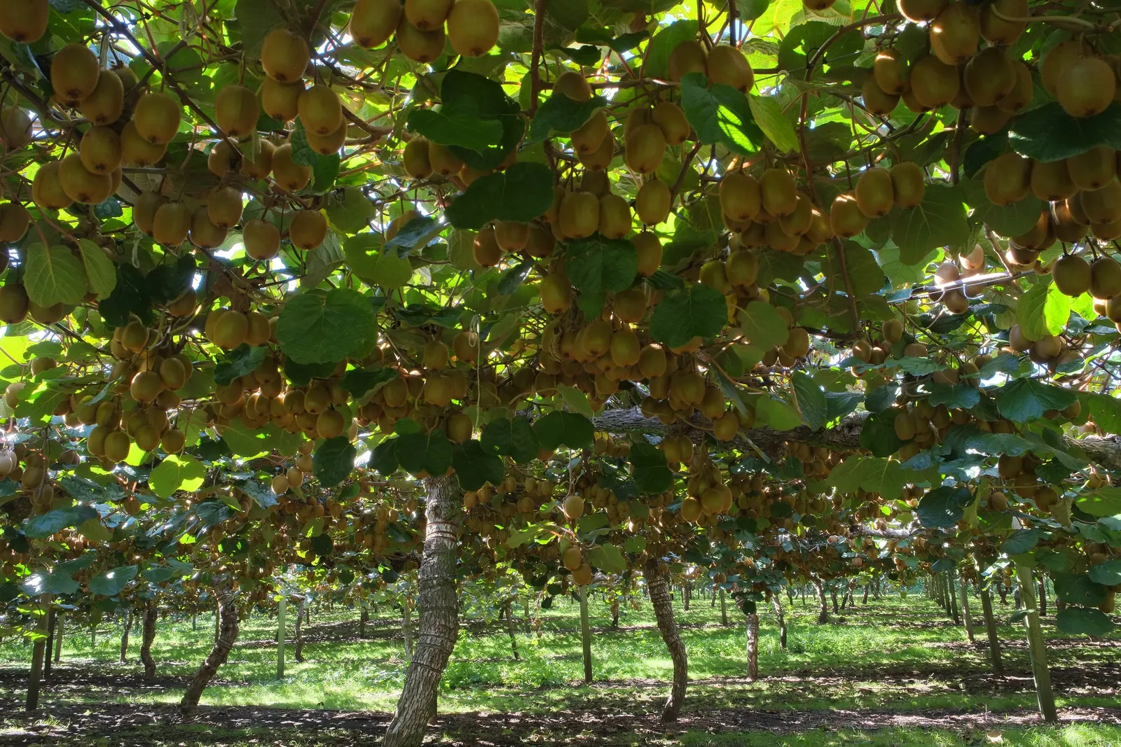 Kiwi, Chinese Gooseberry (Actinidia Deliciosa) — Preferring well-drained soil; heart-shaped leaves of the Kiwi vine can grow up to 12 inches in, image 60