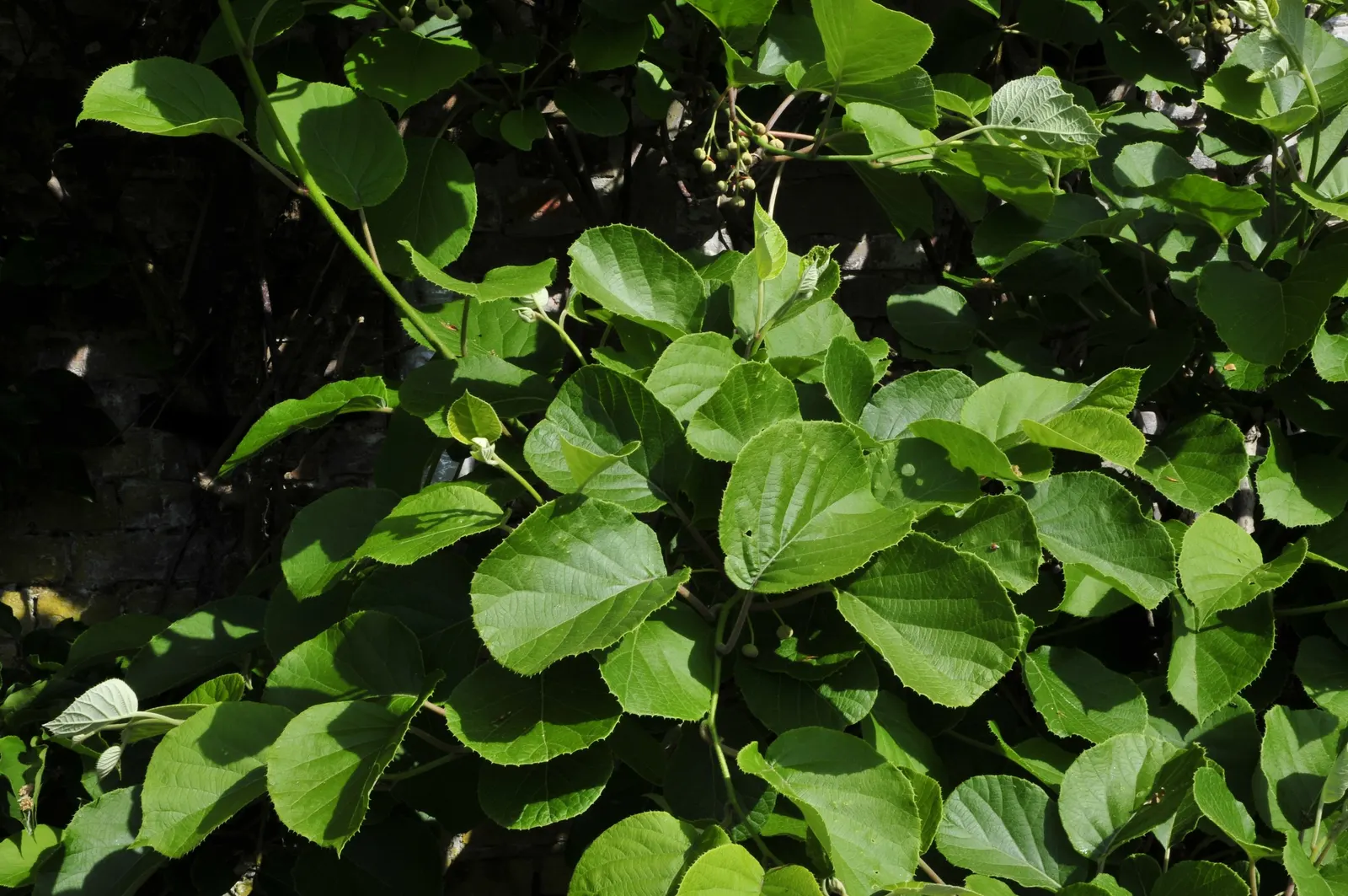 Kiwi, Chinese Gooseberry (Actinidia Deliciosa) — the Kiwi requires well-drained soil with a pH of 5.5 to 7.0; is a vigorous and deciduous woody vine that adds