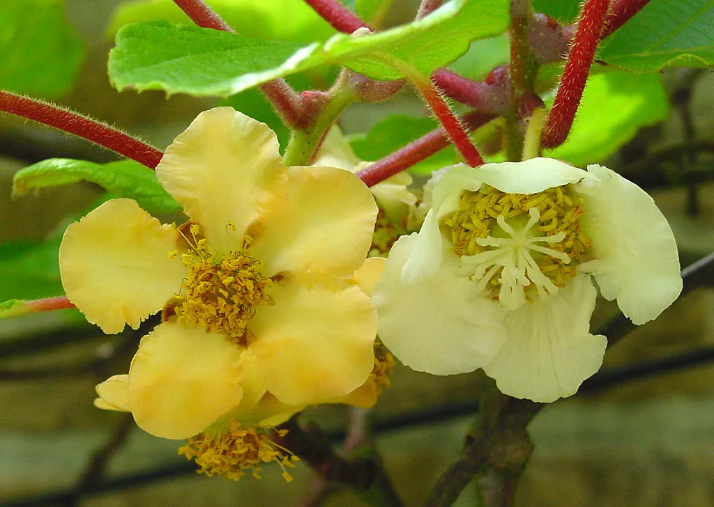 Kiwi, Chinese Gooseberry (Actinidia Deliciosa) — the Kiwi vine can be both a beautiful and bountiful addition to your client's landscape design; this dioecious