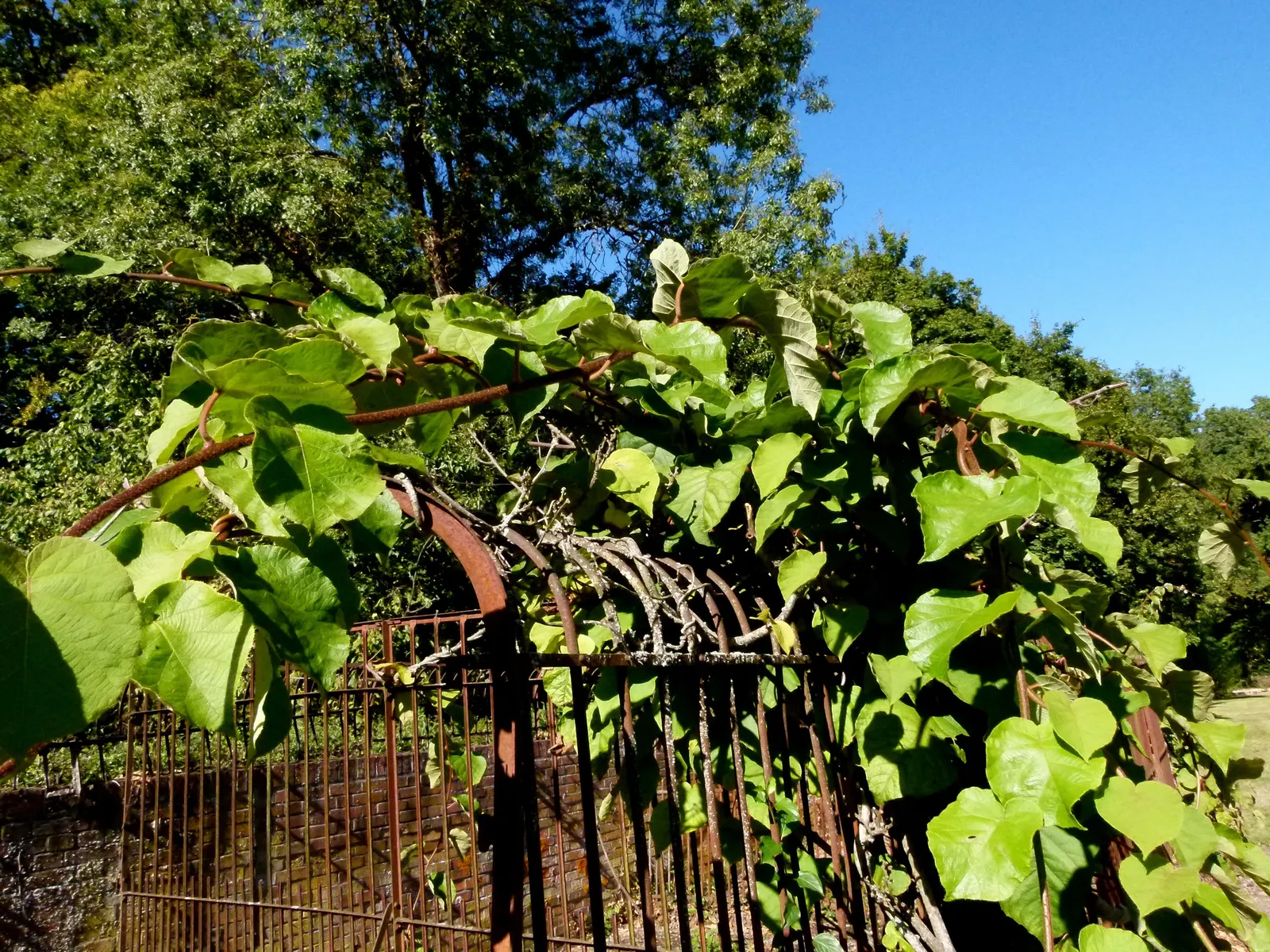 Kiwi, Chinese Gooseberry (Actinidia Deliciosa) — commonly known as Kiwi or Chinese Gooseberry