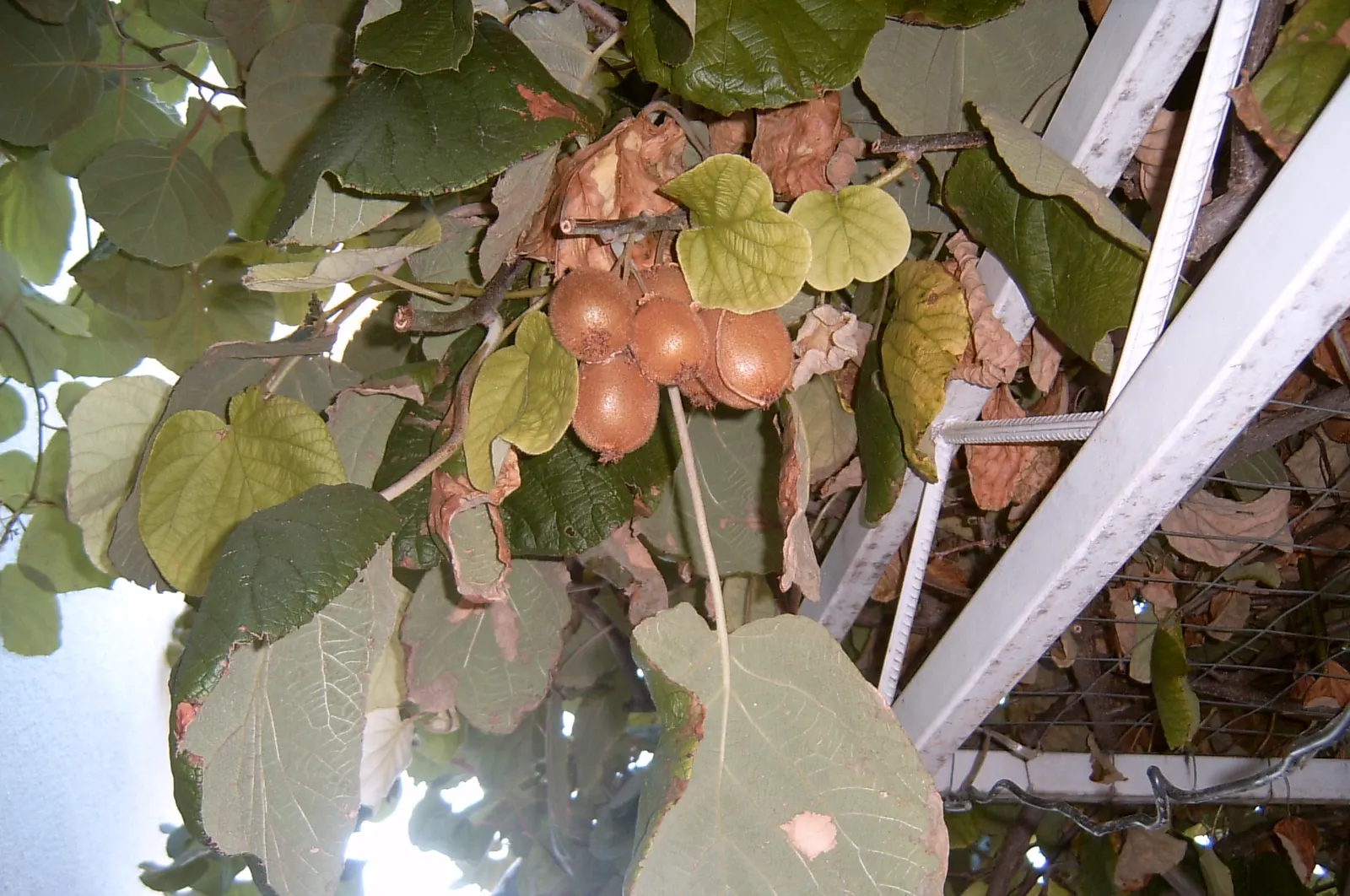 Kiwi, Chinese Gooseberry (Actinidia Deliciosa) — woody vine reaching lengths up to 30 feet; it can reach lengths of over 30 feet when properly, image 56