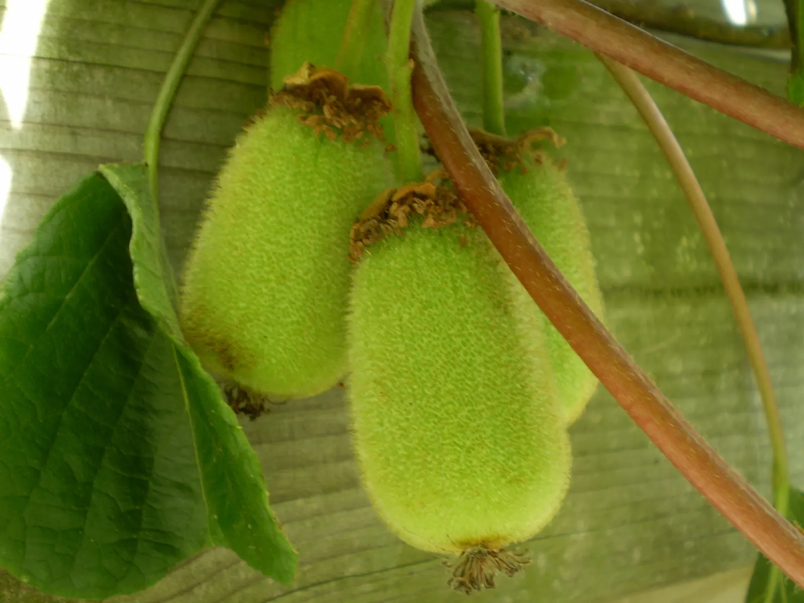 Kiwi, Chinese Gooseberry (Actinidia Deliciosa) — This dioecious plant requires both male and female for pollination, ensuring fruit set