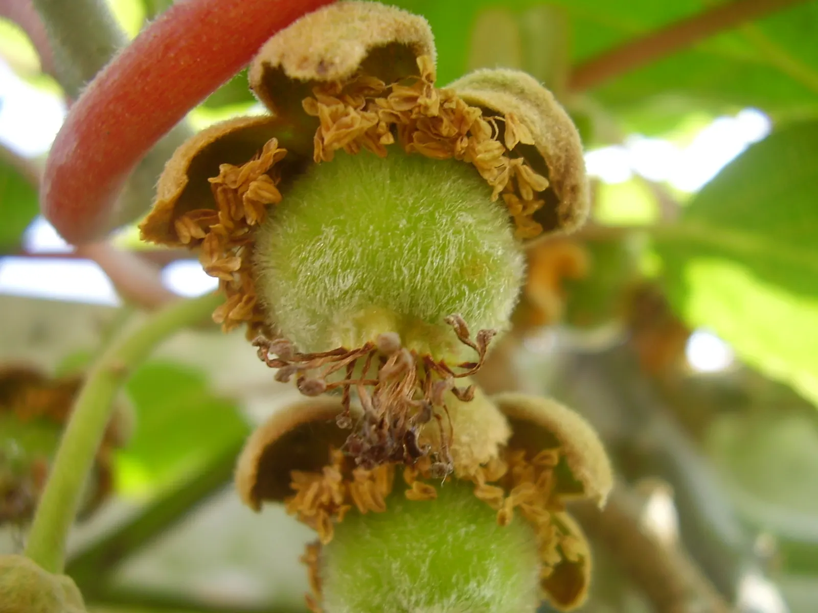 Kiwi, Chinese Gooseberry (Actinidia Deliciosa) — Pruning is essential to control size, shape, and to promote more productive fruiting in the following season