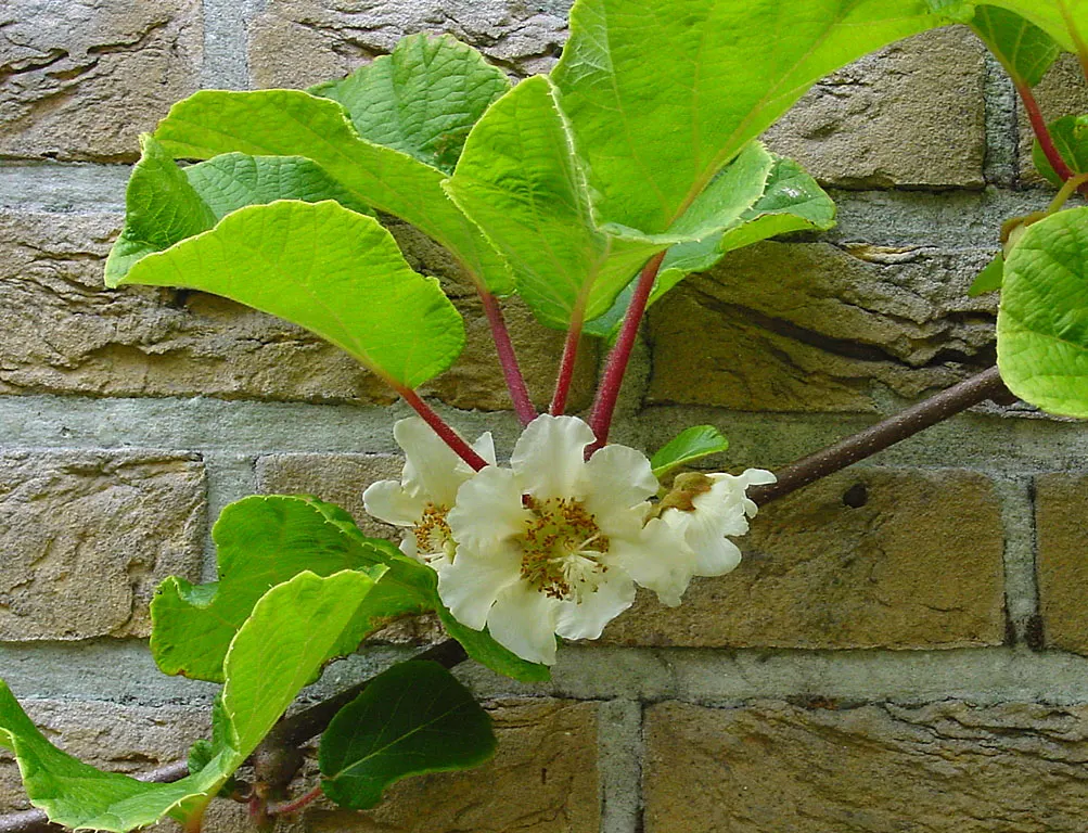 Kiwi, Chinese Gooseberry (Actinidia Deliciosa) — It can reach lengths of over 30 feet when properly supported by a strong trellis or pergola; the, image 65