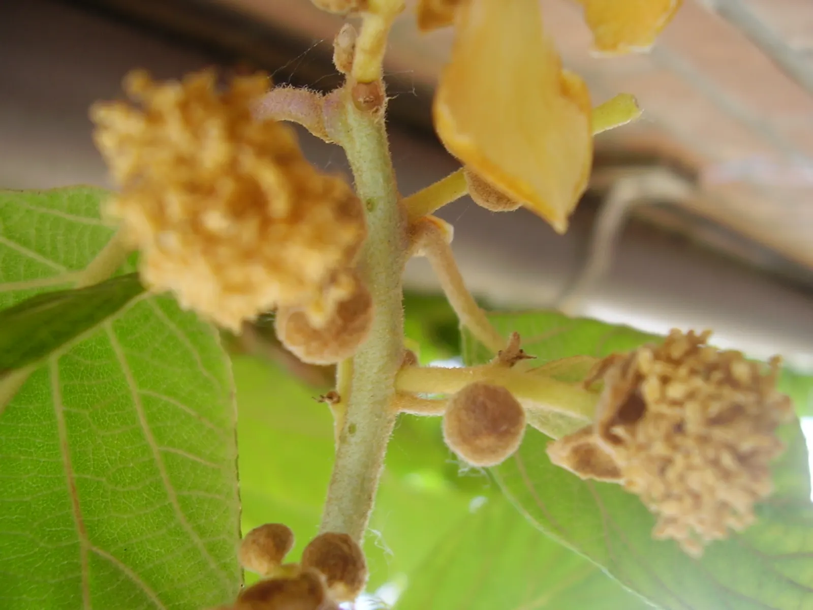 Kiwi, Chinese Gooseberry (Actinidia Deliciosa) — It can reach lengths of over 30 feet when properly supported by a strong trellis or pergola