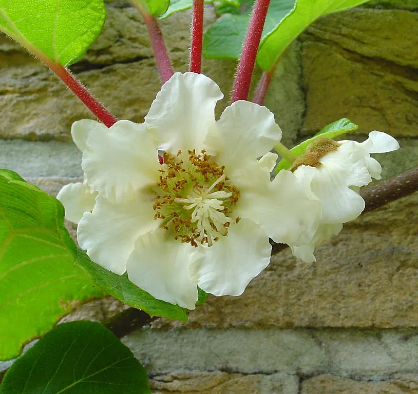 Kiwi, Chinese Gooseberry (Actinidia Deliciosa) — often referred to as the Kiwi or Chinese Gooseberry