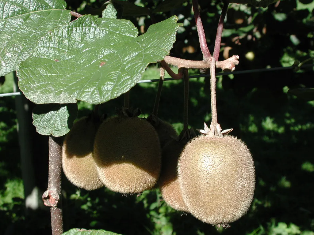 Kiwi, Chinese Gooseberry (Actinidia Deliciosa) — white flowers in the garden