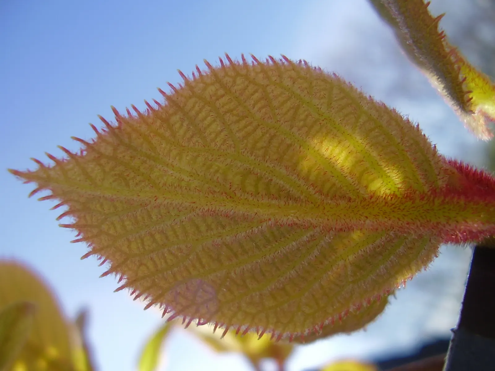 Kiwi, Chinese Gooseberry (Actinidia Deliciosa) — Preferring well-drained soil; heart-shaped leaves of the Kiwi vine can grow up to 12 inches in length