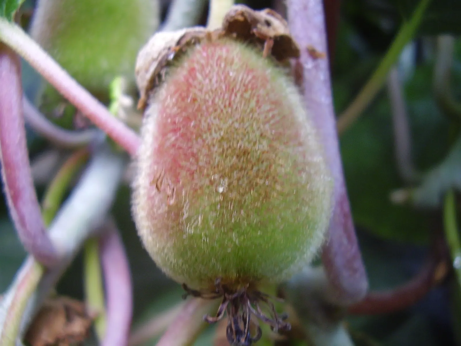 Kiwi, Chinese Gooseberry (Actinidia Deliciosa) — The plant is dioecious, meaning separate male and female plants are needed for pollination to occur