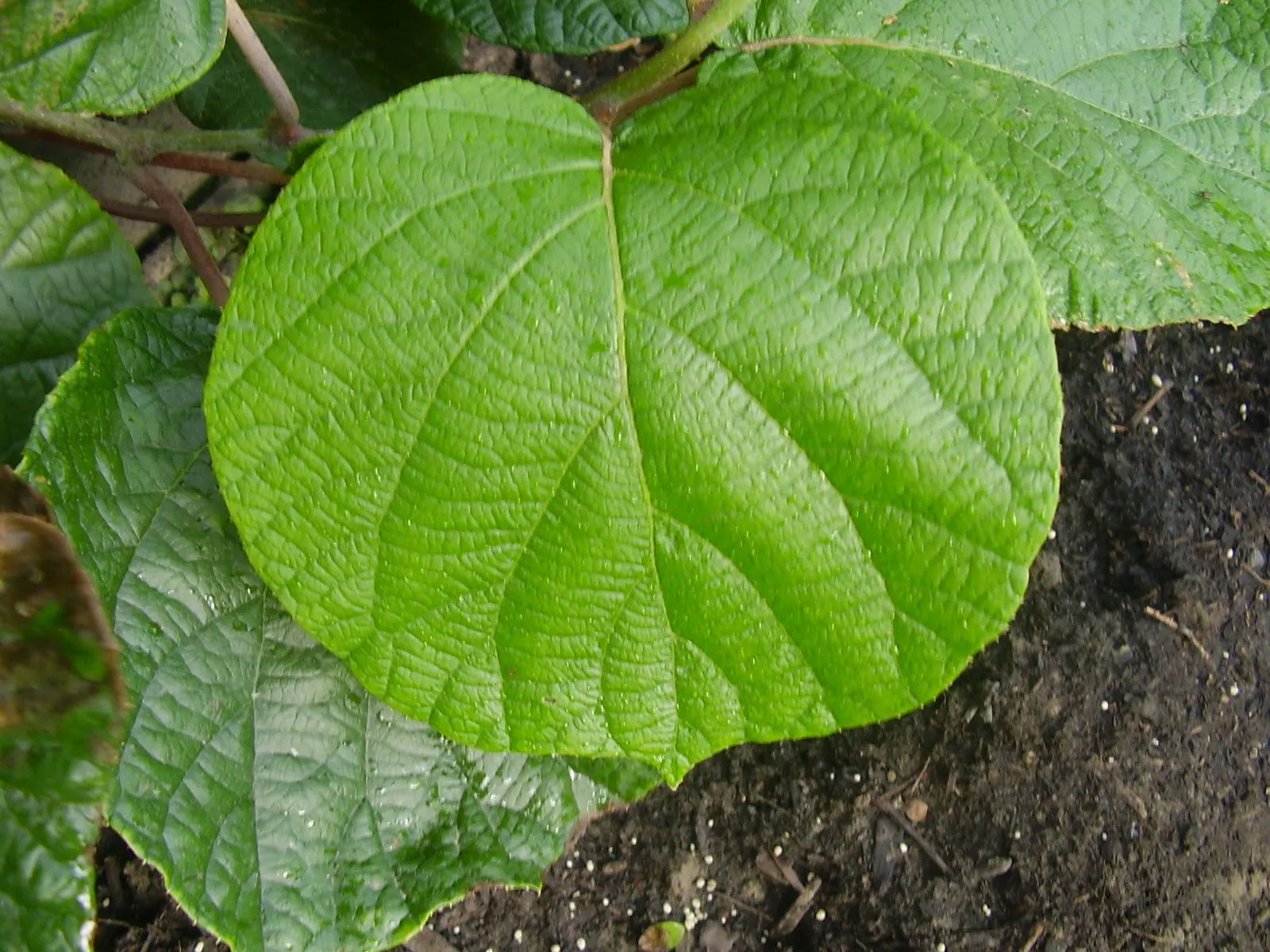 Kiwi, Chinese Gooseberry (Actinidia Deliciosa) — fuzzy fruit adds a late-season appeal, image 32