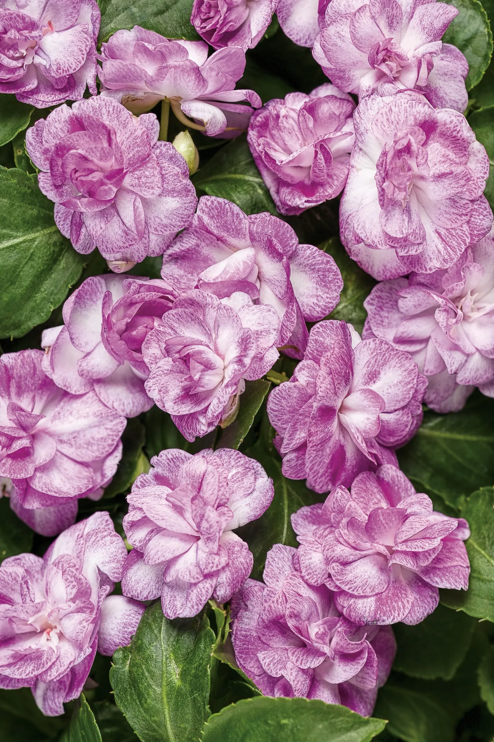 Busy Lizzie (Impatiens walleriana) — though plants may be lightly shaped or cut back if they become taller than desired.<br><br> In design
