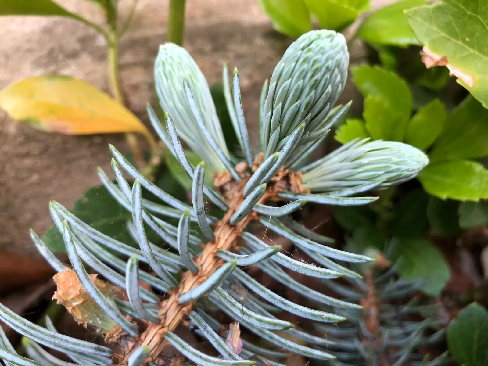 Hoopsi Blue Spruce (Picea Pungens 'Hoopsii') — scientifically named Picea pungens 'Hoopsii'
