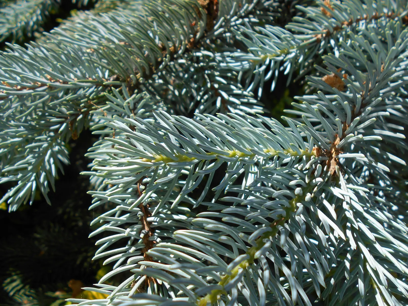 Hoopsi Blue Spruce (Picea Pungens 'Hoopsii') — The 'Hoopsi' Blue Spruce (Picea pungens 'Hoopsii') is a coveted ornamental conifer