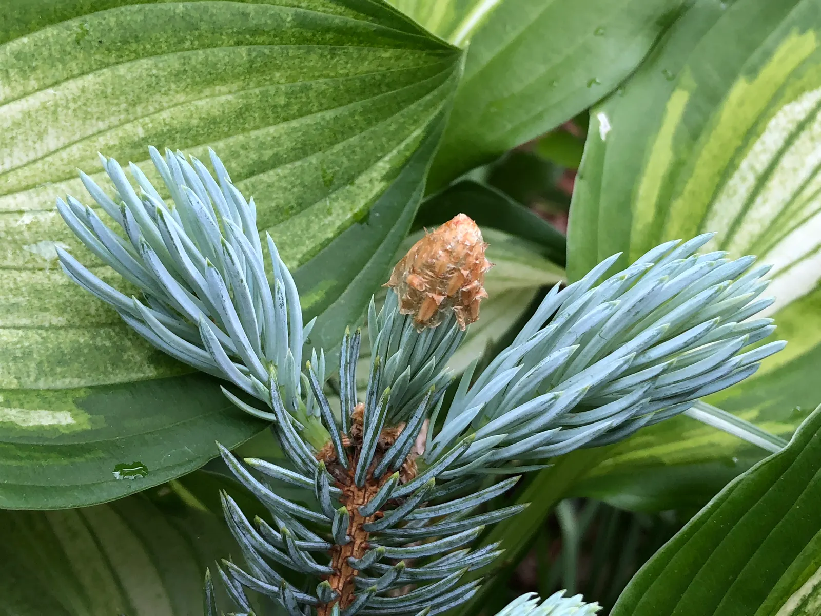 Hoopsi Blue Spruce (Picea Pungens 'Hoopsii') — pyramidal tree reaches up to 50 feet in height and spreads 20 feet