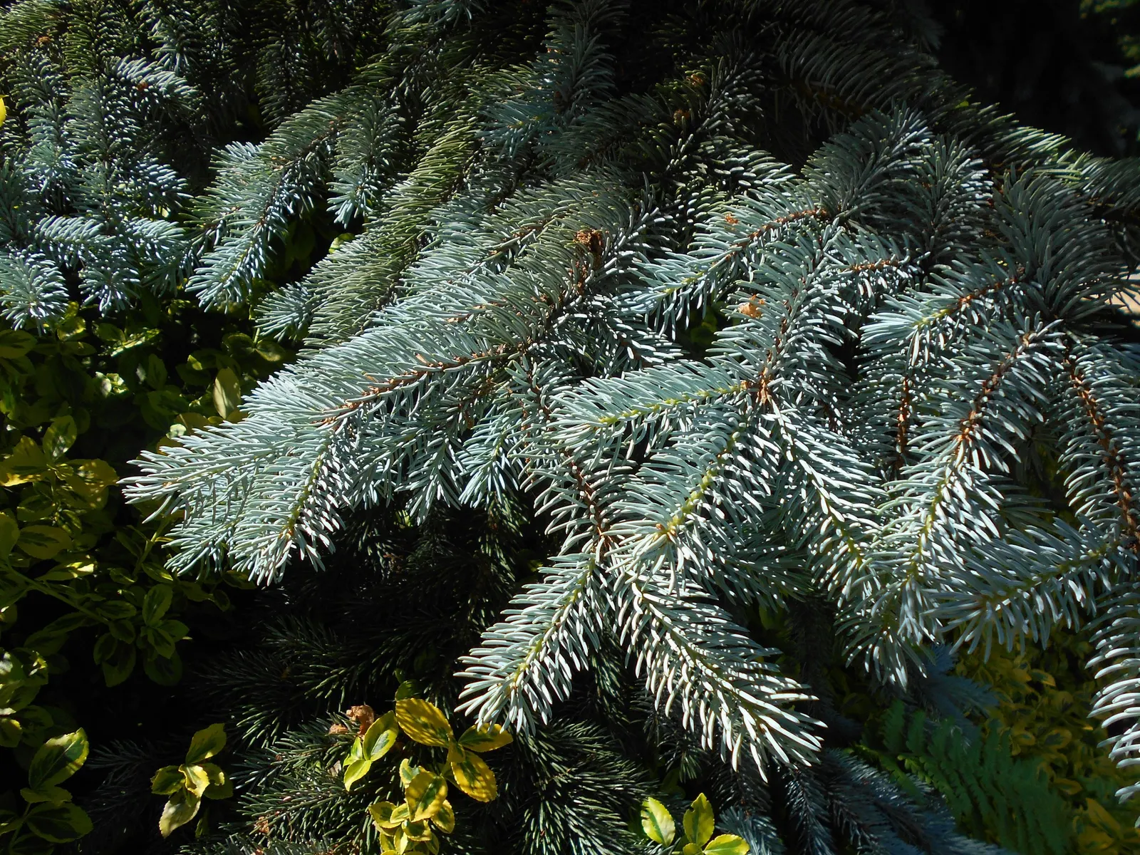 Hoopsi Blue Spruce (Picea Pungens 'Hoopsii') — is a captivating conifer renowned for its striking silvery-blue foliage
