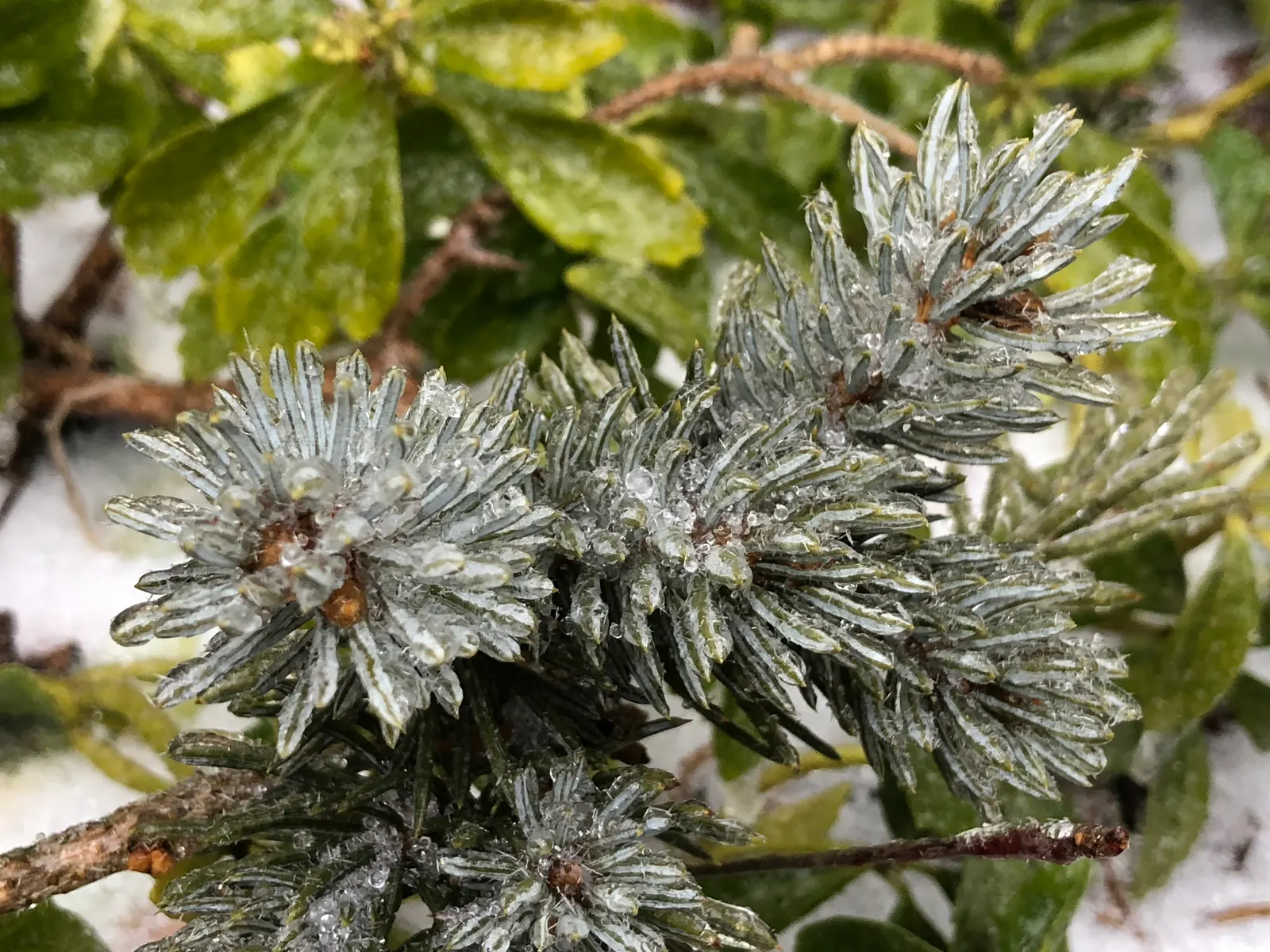 Hoopsi Blue Spruce (Picea Pungens 'Hoopsii') — Ideal for adding a vibrant splash of color and an alpine feel to landscapes