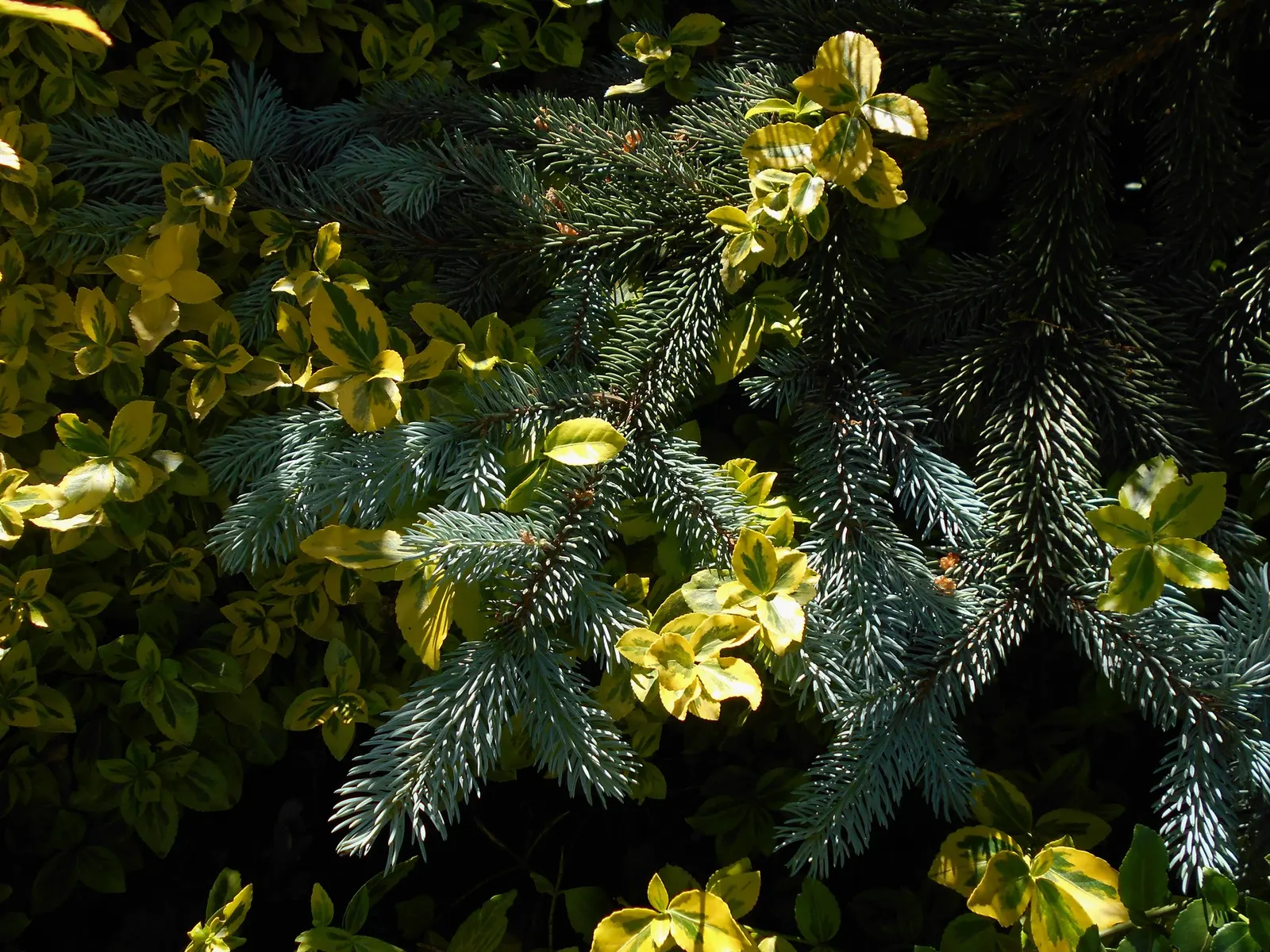 Hoopsi Blue Spruce (Picea Pungens 'Hoopsii') — although growth rates are variable based on soil and climate conditions.<br><br>Its needles