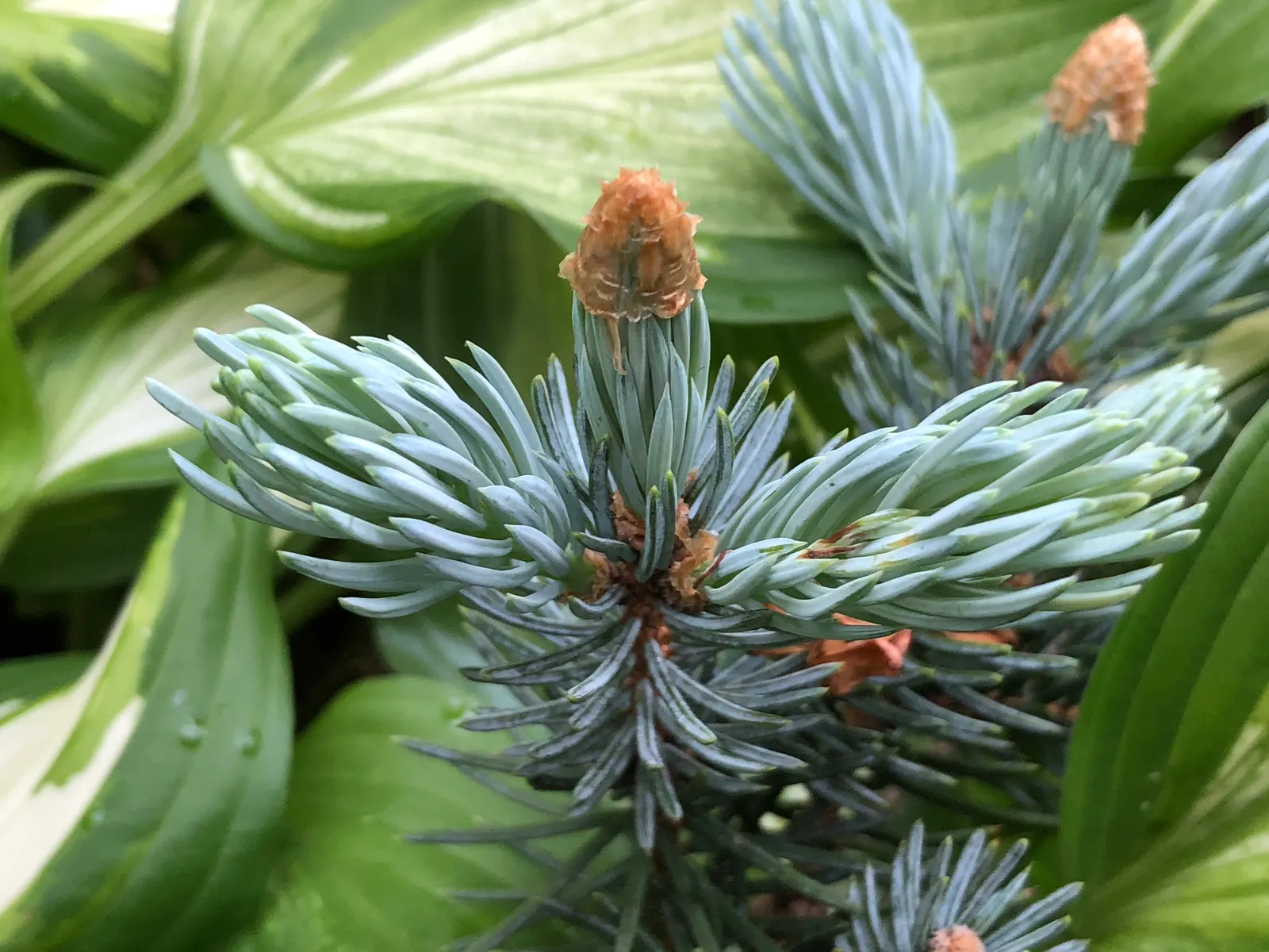 Hoopsi Blue Spruce (Picea Pungens 'Hoopsii') — offering dense foliage for privacy screens