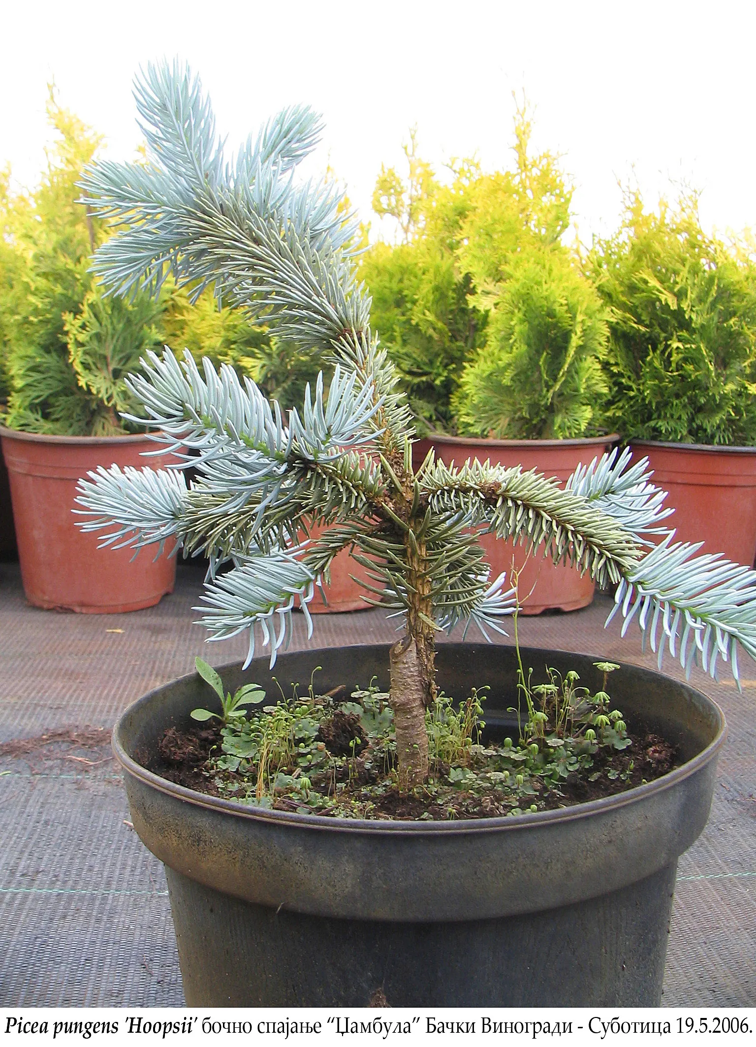 Hoopsi Blue Spruce (Picea Pungens 'Hoopsii') — with a spread of 10 to 15 feet