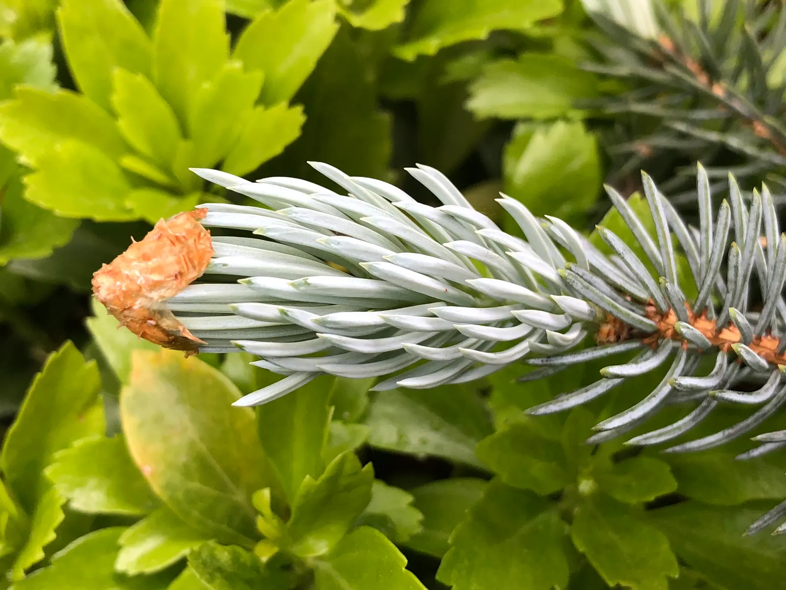 Hoopsi Blue Spruce (Picea Pungens 'Hoopsii') — celebrated for its stunning silvery-blue needles