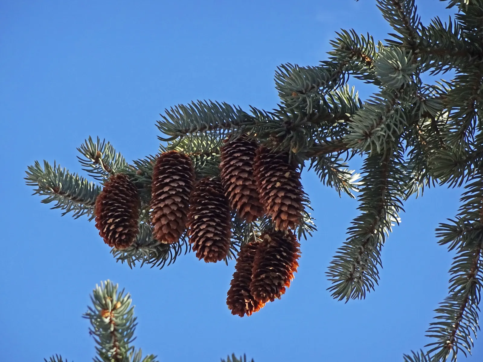 Hoopsi Blue Spruce (Picea Pungens 'Hoopsii') — This Colorado blue spruce cultivar serves as a stellar specimen tree