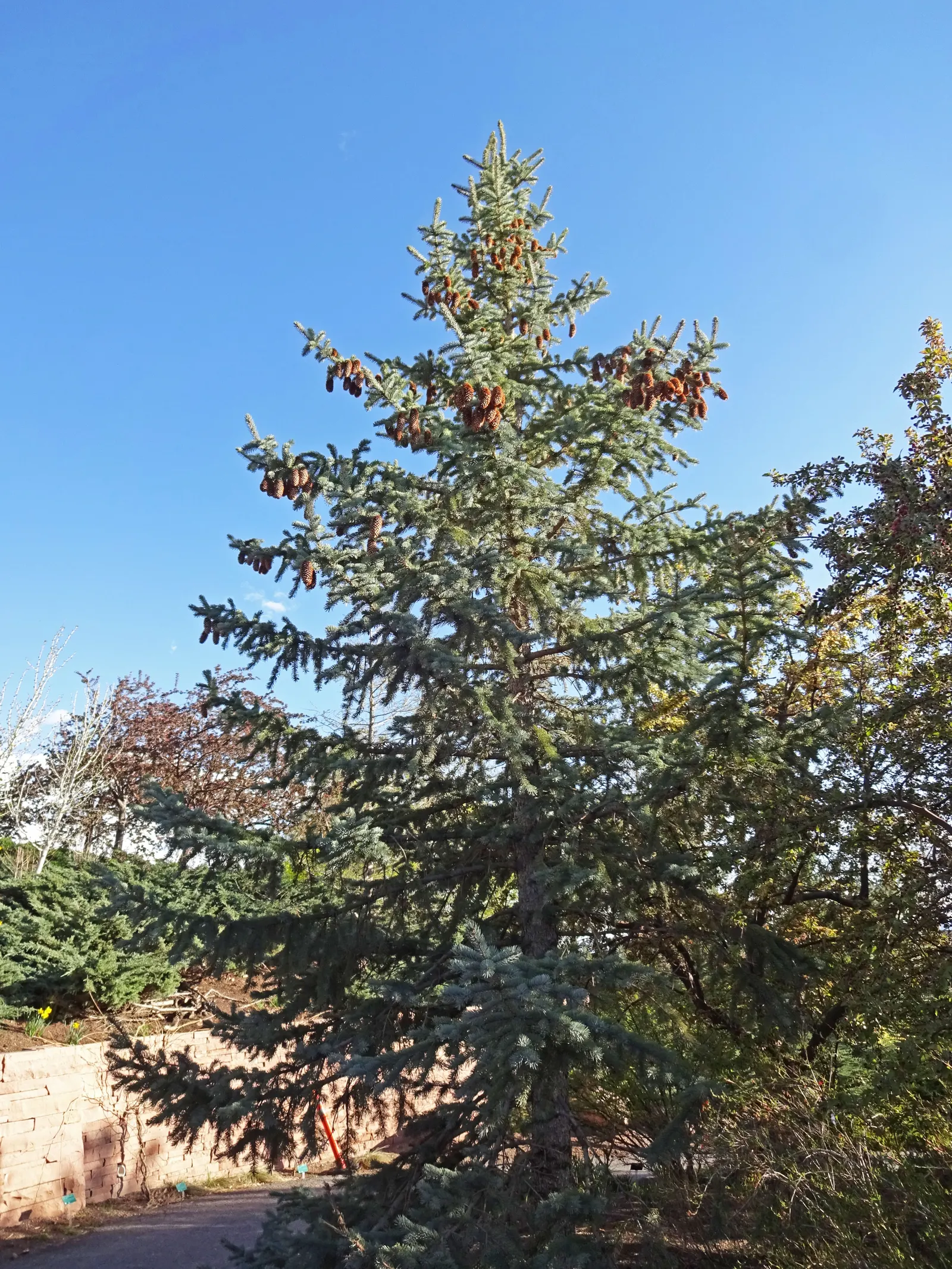 Hoopsi Blue Spruce (Picea Pungens 'Hoopsii') — Mature specimens typically reach heights of 20 to 30 feet