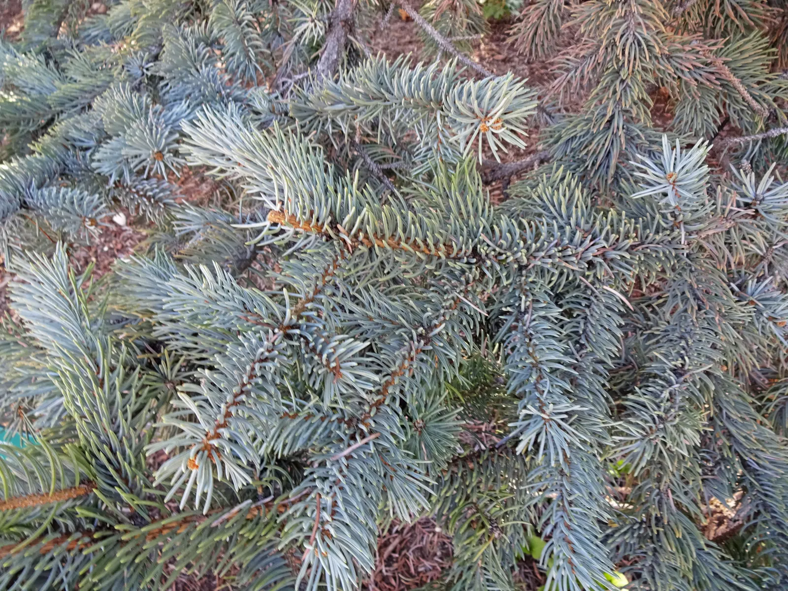 Hoopsi Blue Spruce (Picea Pungens 'Hoopsii') — promising year-round interest with its classic conical shape and dense