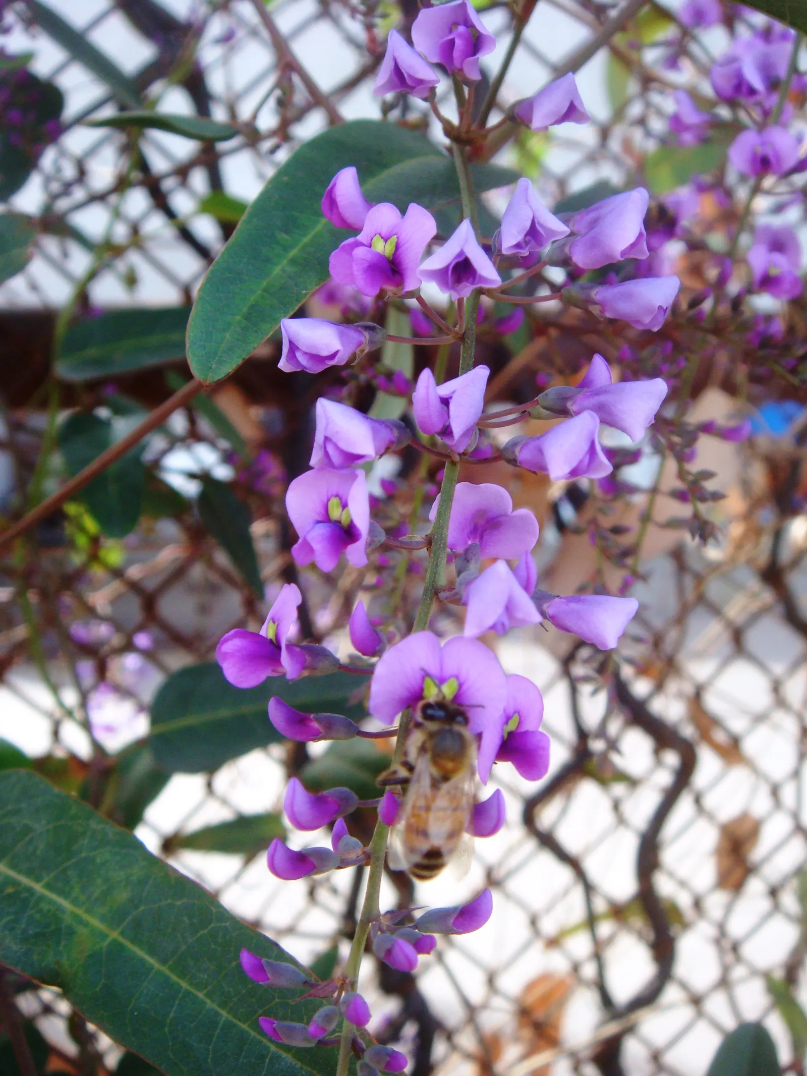 Purple Lilac Vine (Hardenbergia Violacea) — vine for full or half; pruning after flowering will maintain the desired shape and promote a healthy