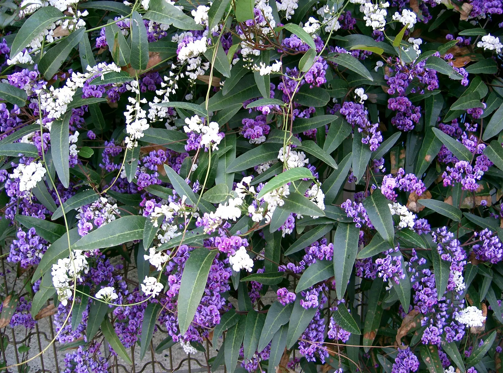 Purple Lilac Vine (Hardenbergia Violacea) — making it ideal for covering trellises; which typically flourish from winter to early spring, image 81