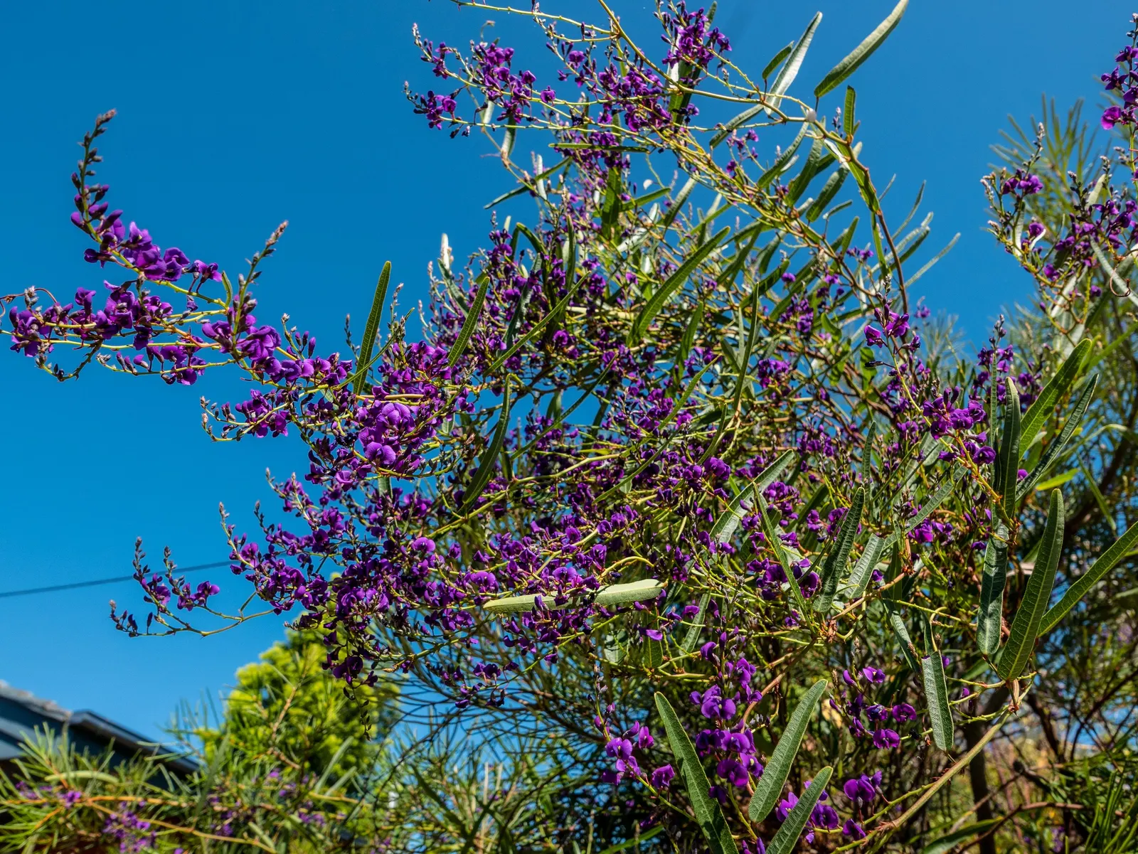 Purple Lilac Vine (Hardenbergia Violacea) — vine with purple blooms; leathery green leaves that grow up to 4 inches in length, image 89