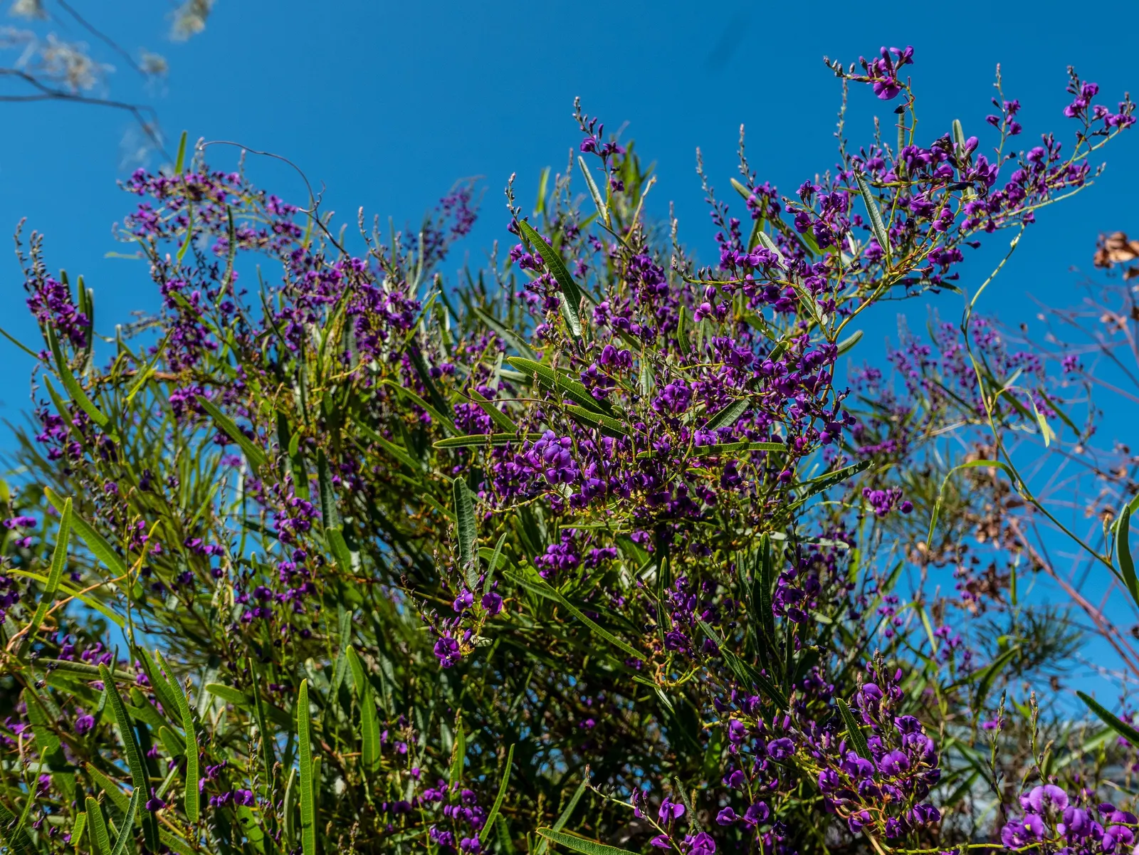 Purple Lilac Vine (Hardenbergia Violacea) — which typically flourish from winter to early spring; ideal for trellises and fences, it offers quick, image 60