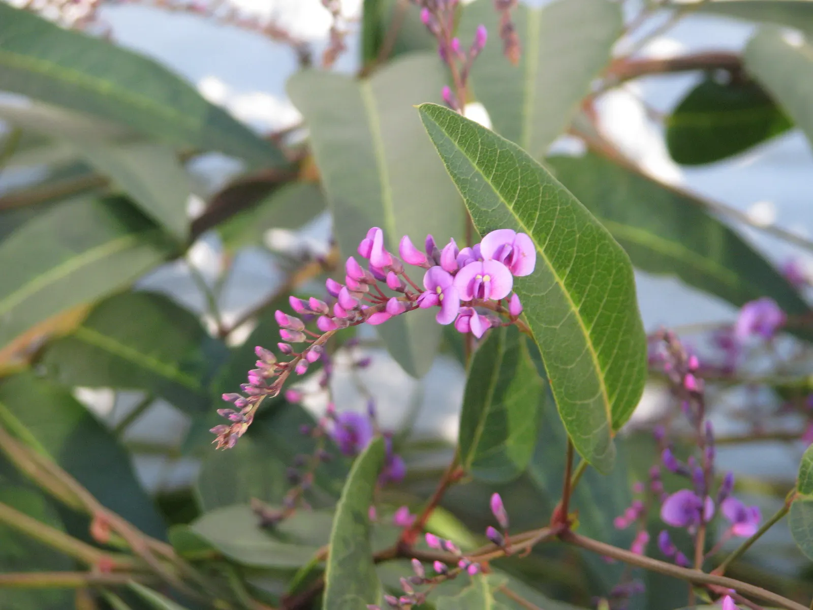 Purple Lilac Vine (Hardenbergia Violacea) — purple flowers in the garden; pea-like purple flowers which bloom in late winter to early spring