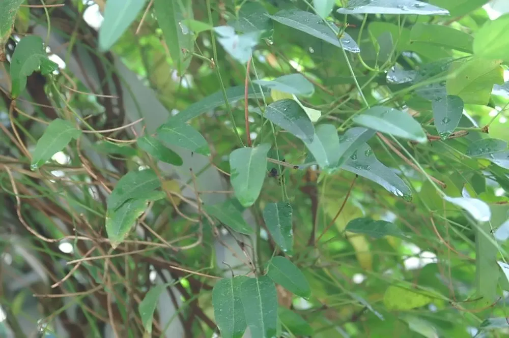 Purple Lilac Vine (Hardenbergia Violacea) — Ideal for trellises and fences, it offers quick coverage and attracts pollinators; vine for full or half, image 75