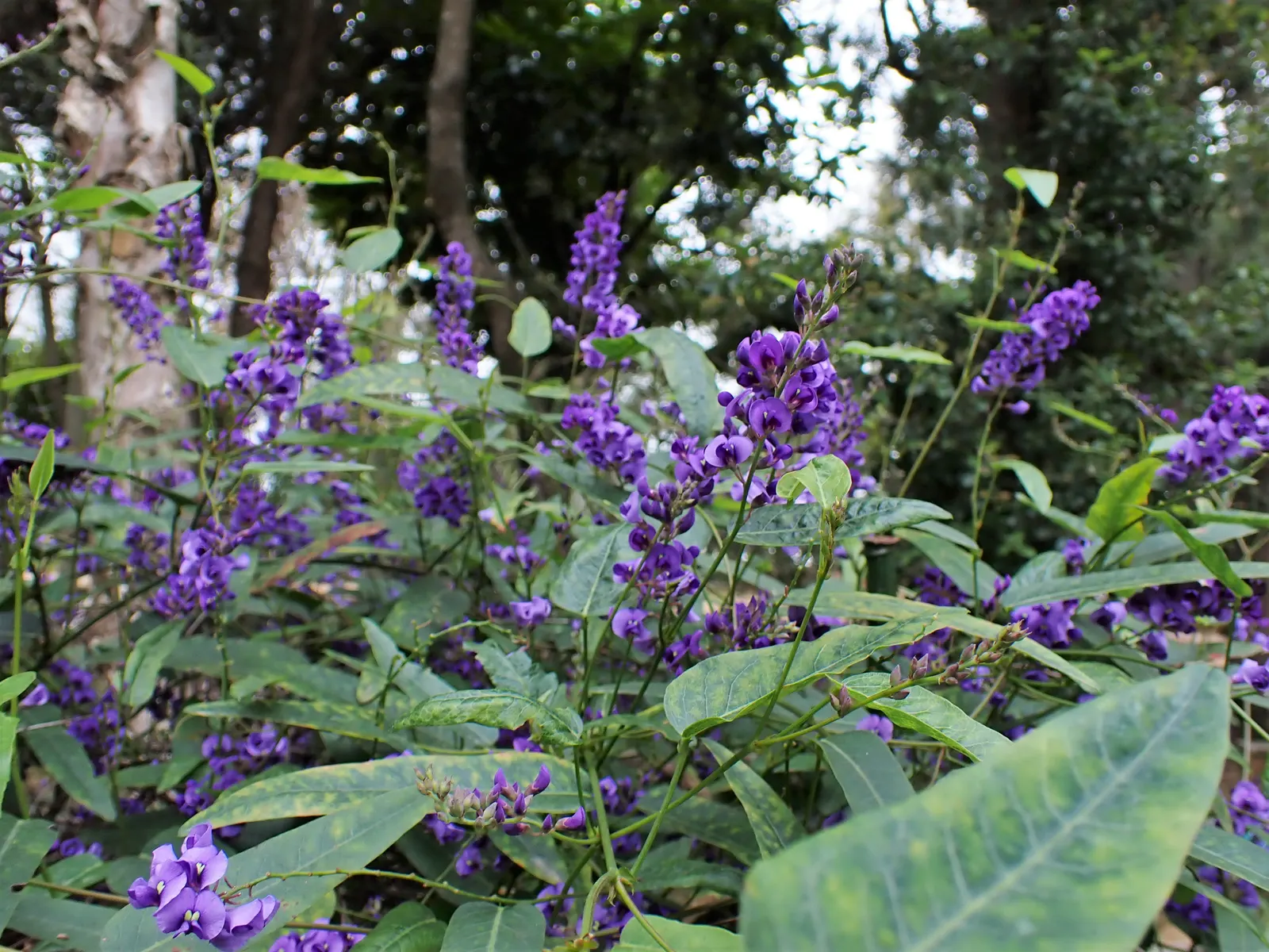 Purple Lilac Vine (Hardenbergia Violacea) — Pruning after flowering will maintain the desired shape and promote a healthy
