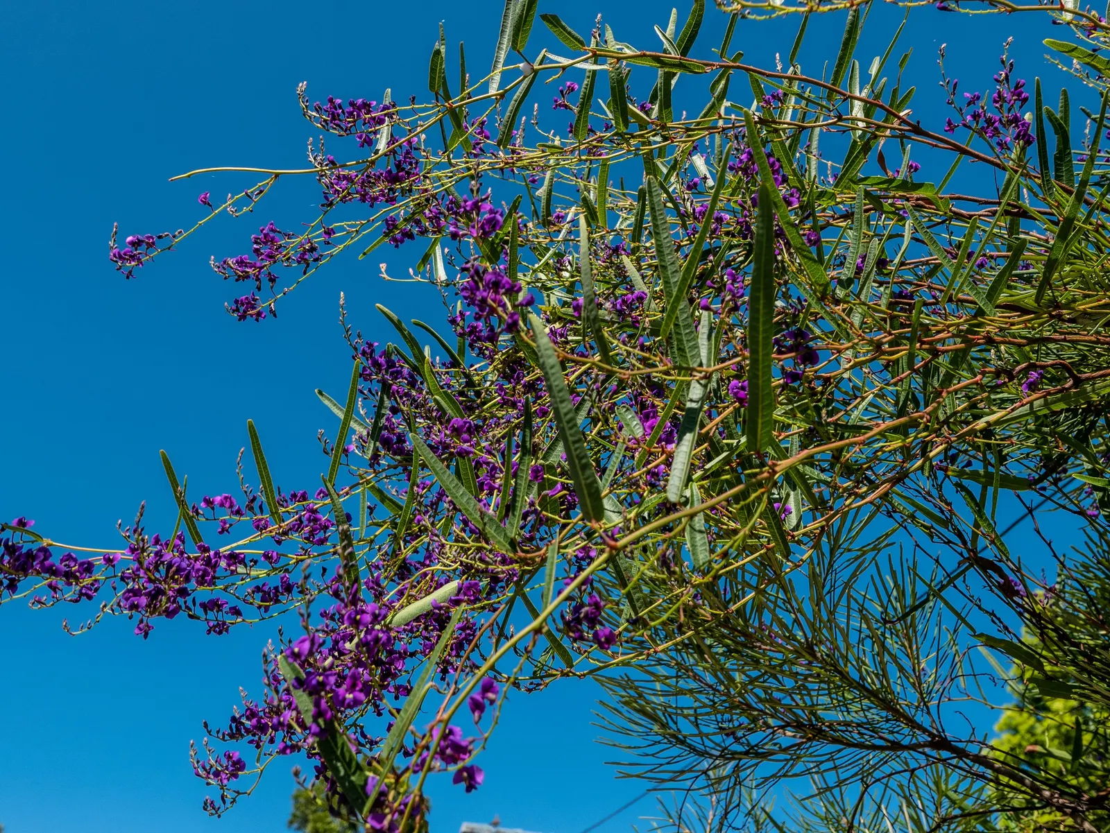 Purple Lilac Vine (Hardenbergia Violacea) — Ideal for trellises and fences, it offers quick coverage and attracts pollinators; vine for full or half