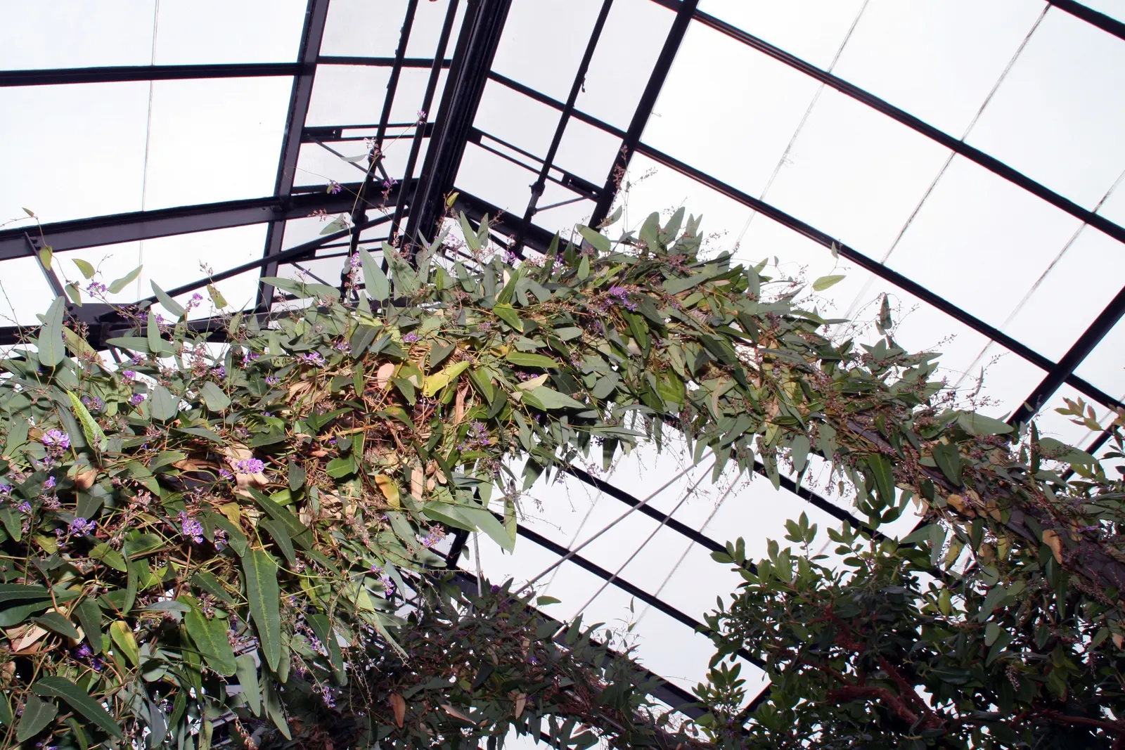 Purple Lilac Vine (Hardenbergia Violacea) — the Purple Lilac Vine thrives in well-drained soil and thrives in full sun to partial shade; it thrives, image 47