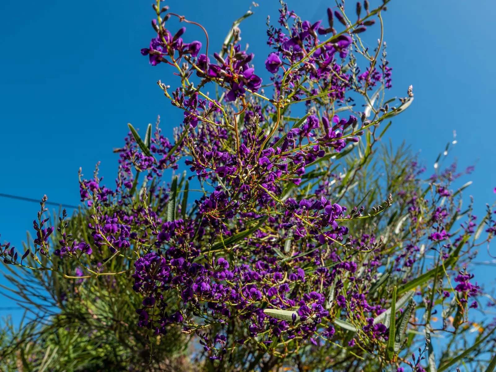 Purple Lilac Vine (Hardenbergia Violacea) — favoring exposure to at least 6 hours of sunlight per day; making it ideal for covering trellises