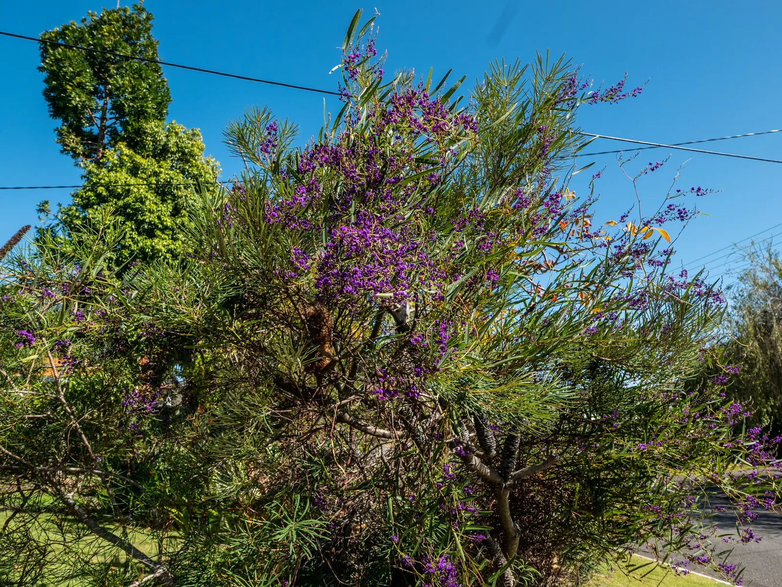 Purple Lilac Vine (Hardenbergia Violacea) — Pruning after flowering will maintain the desired shape and promote a healthy; favoring exposure to at, image 69