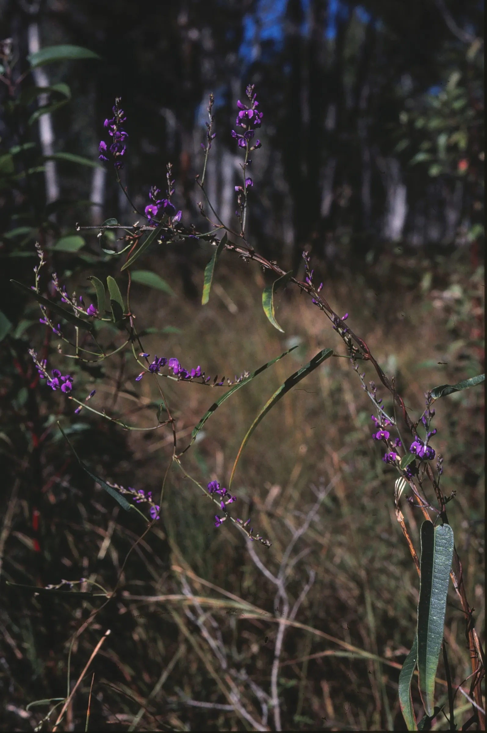 Purple Lilac Vine (Hardenbergia Violacea) — vine with purple blooms; leathery green leaves that grow up to 4 inches in length